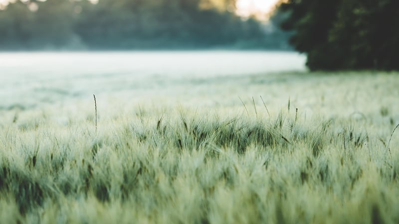 Barley Soup